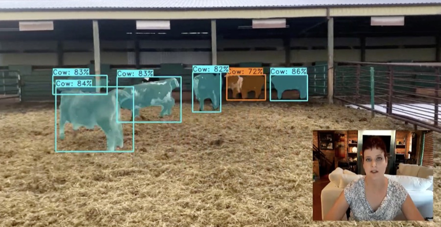 Live computer-vision demo identifying cattle on camera while Mocha presents